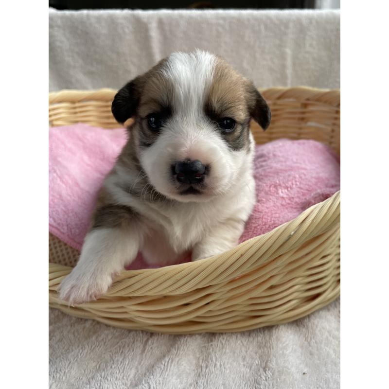 販売中の茨城県のミックス犬-448086の6枚目