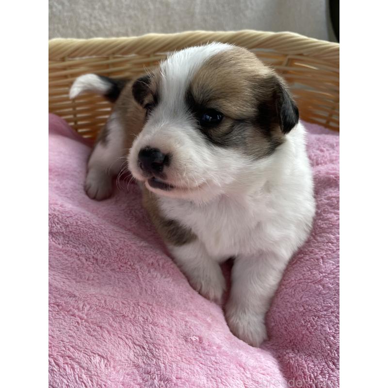 販売中の茨城県のミックス犬-448086の5枚目