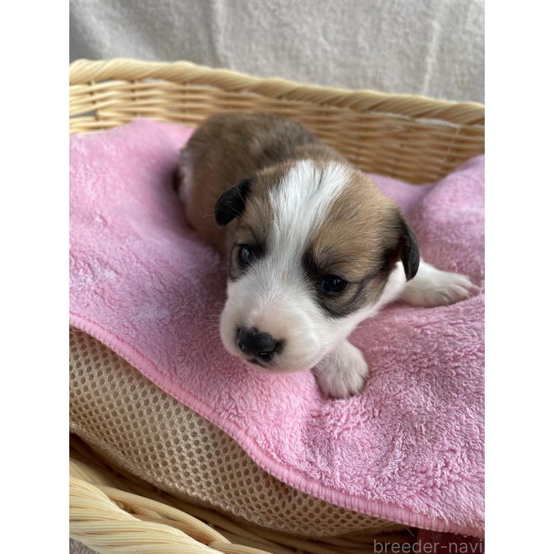 販売中の茨城県のミックス犬-448086の4枚目