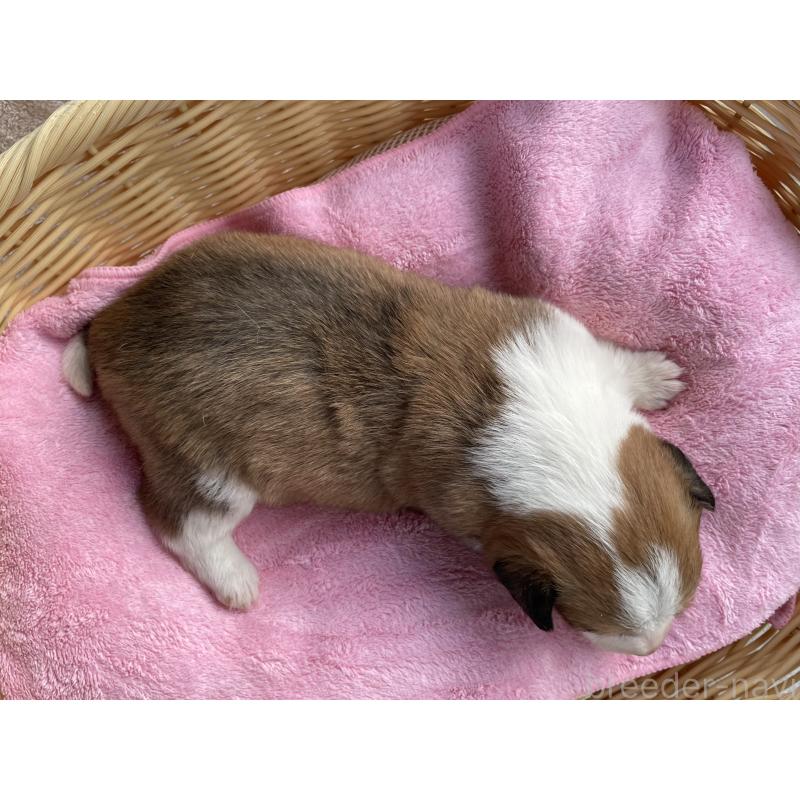 販売中の茨城県のミックス犬-448086の3枚目