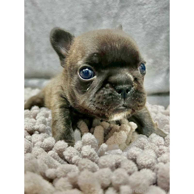 販売中の愛知県のフレンチブルドッグ-448084の6枚目