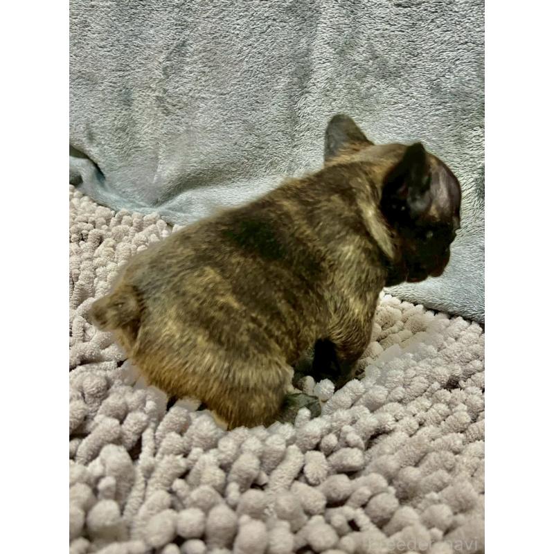 販売中の愛知県のフレンチブルドッグ-448084の4枚目