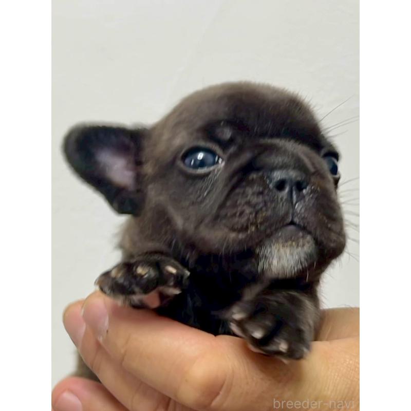 販売中の愛知県のフレンチブルドッグ-448084の3枚目