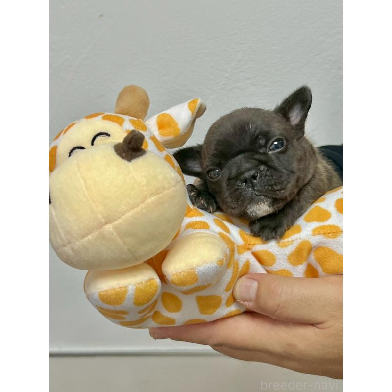 販売中の愛知県のフレンチブルドッグ-448084の2枚目