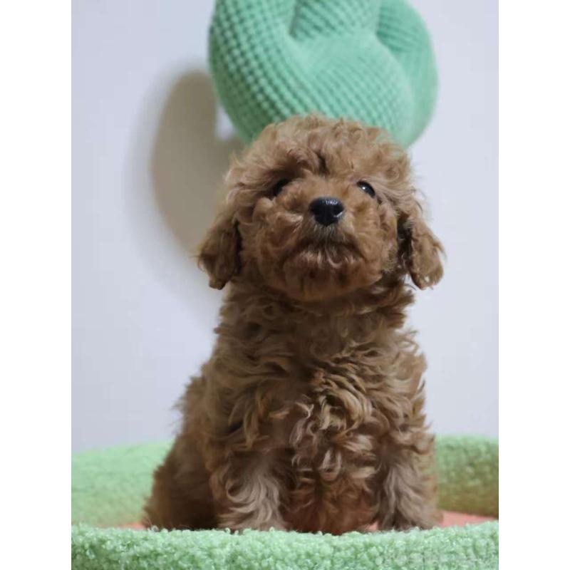 販売中の埼玉県のトイプードル-448085の6枚目