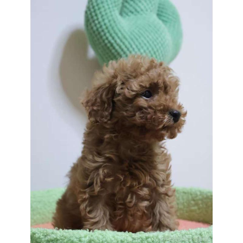 販売中の埼玉県のトイプードル-448085の5枚目