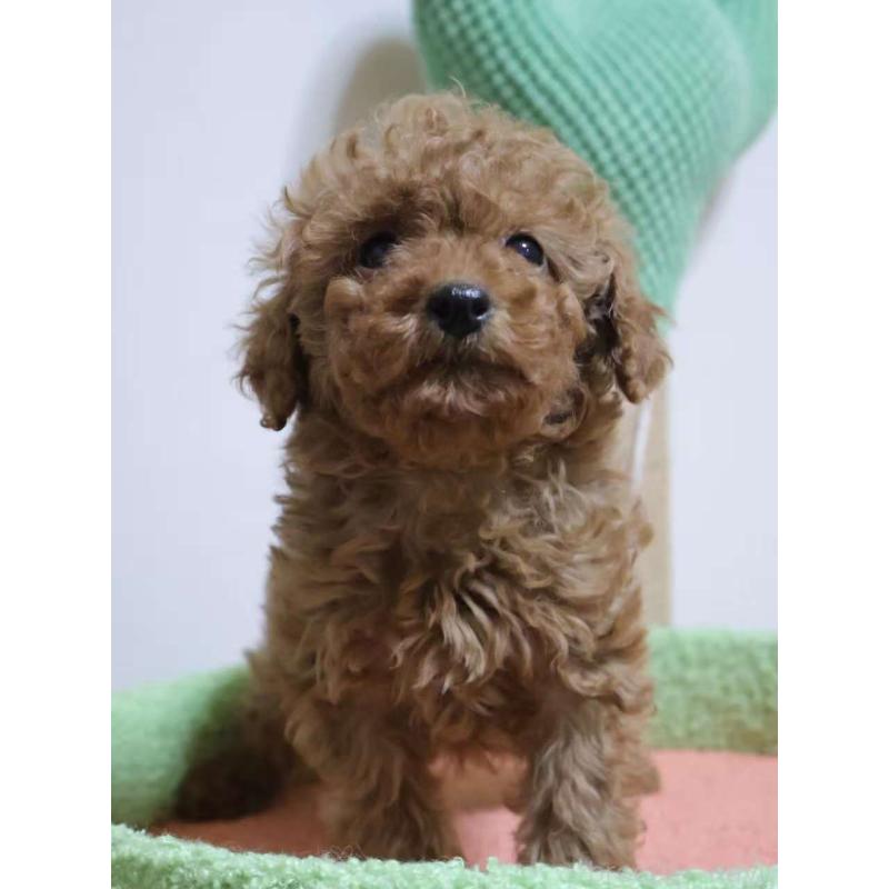 販売中の埼玉県のトイプードル-448085の4枚目