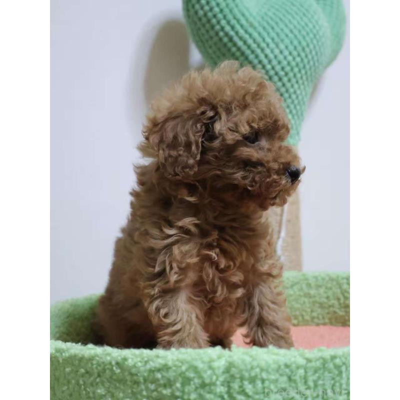 販売中の埼玉県のトイプードル-448085の3枚目