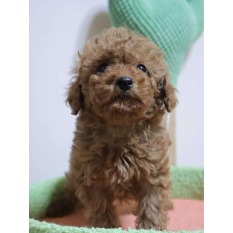 販売中の埼玉県のトイプードル-448085の2枚目