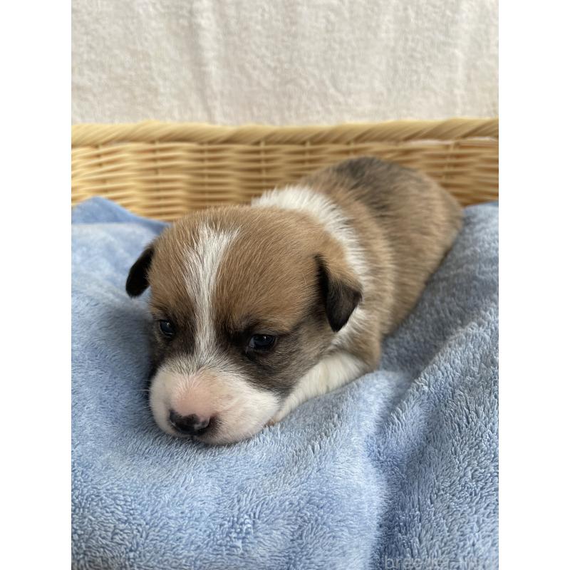 販売中の茨城県のミックス犬-448087の7枚目