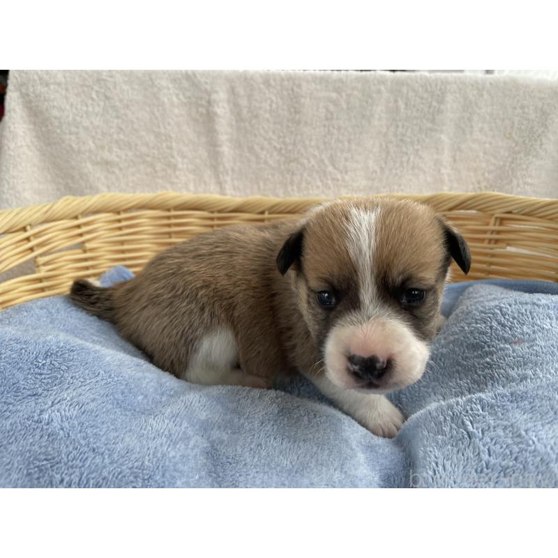 販売中の茨城県のミックス犬-448087の6枚目