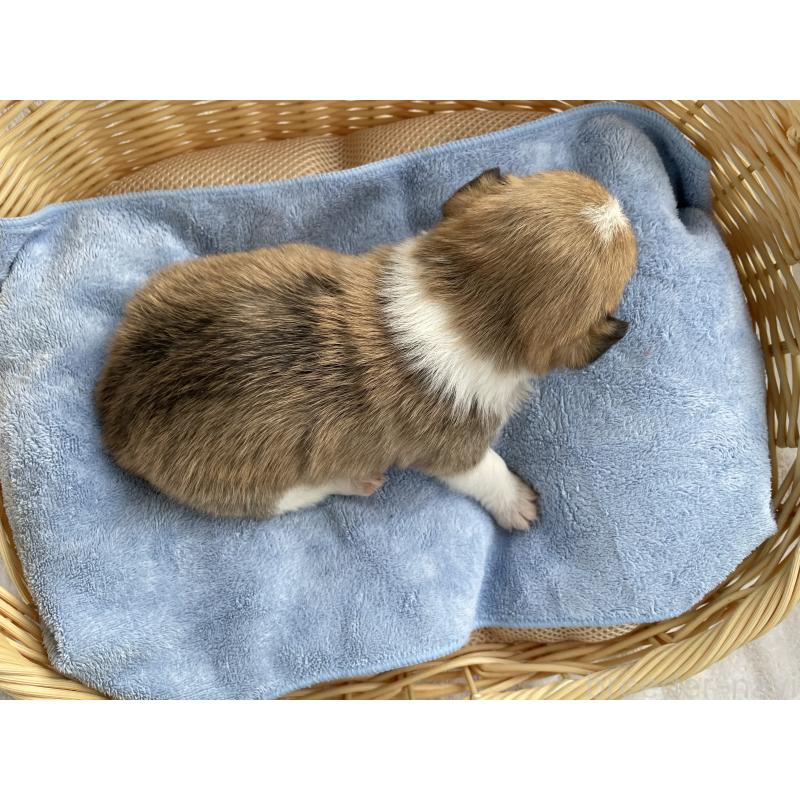 販売中の茨城県のミックス犬-448087の4枚目