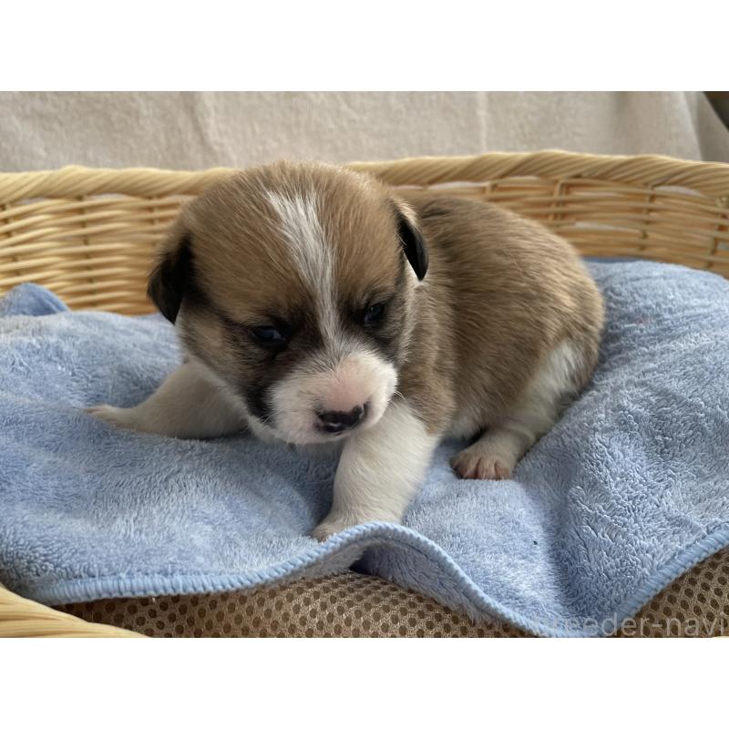 販売中の茨城県のミックス犬-448087の3枚目