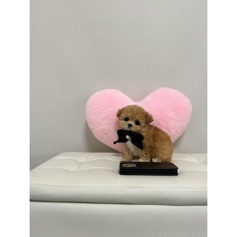 販売中の埼玉県のビションプー:ビションフリーゼ×トイプードル-448088の4枚目