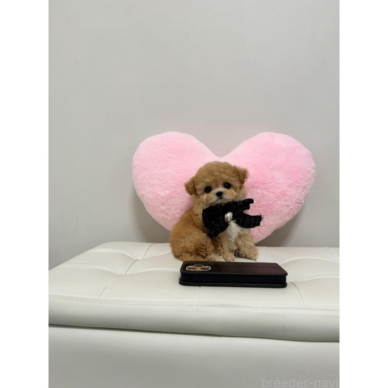 販売中の埼玉県のビションプー:ビションフリーゼ×トイプードル-448088の3枚目