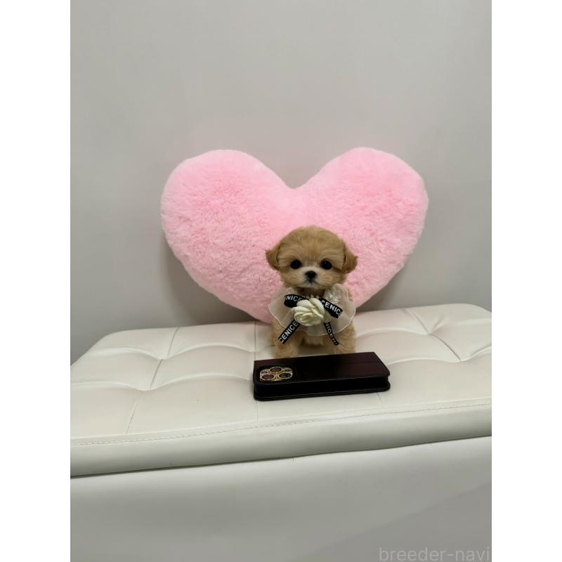 販売中の埼玉県のマルプー:マルチーズ×トイプードル-448089の4枚目