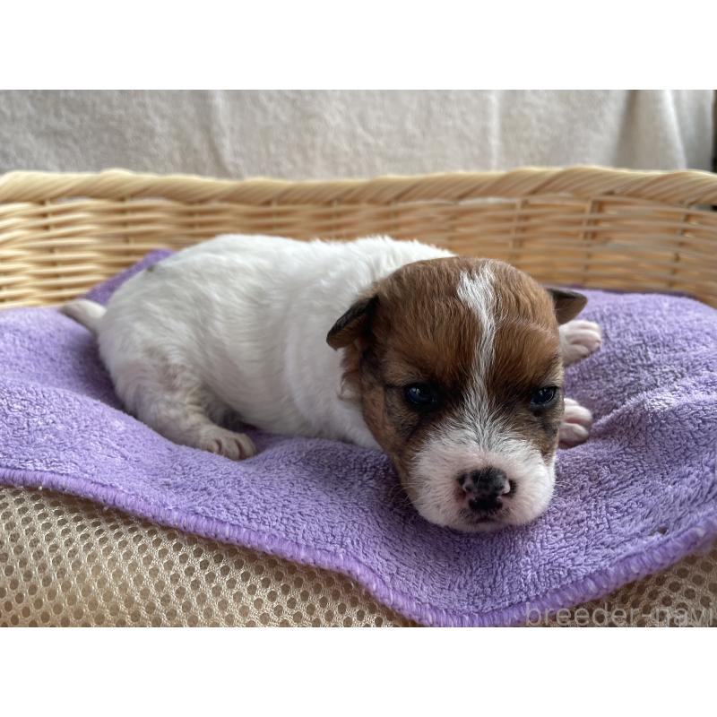 販売中の茨城県のミックス犬-448090の6枚目