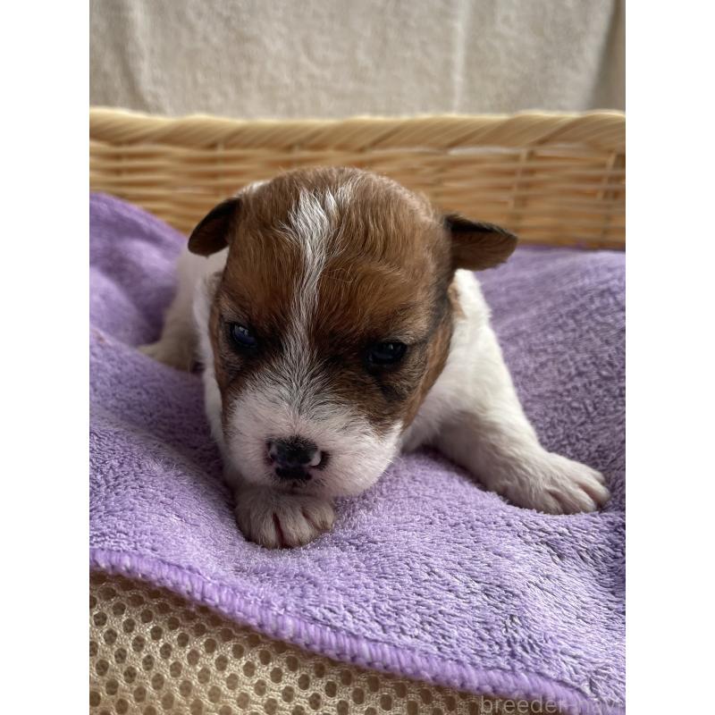 販売中の茨城県のミックス犬-448090の5枚目