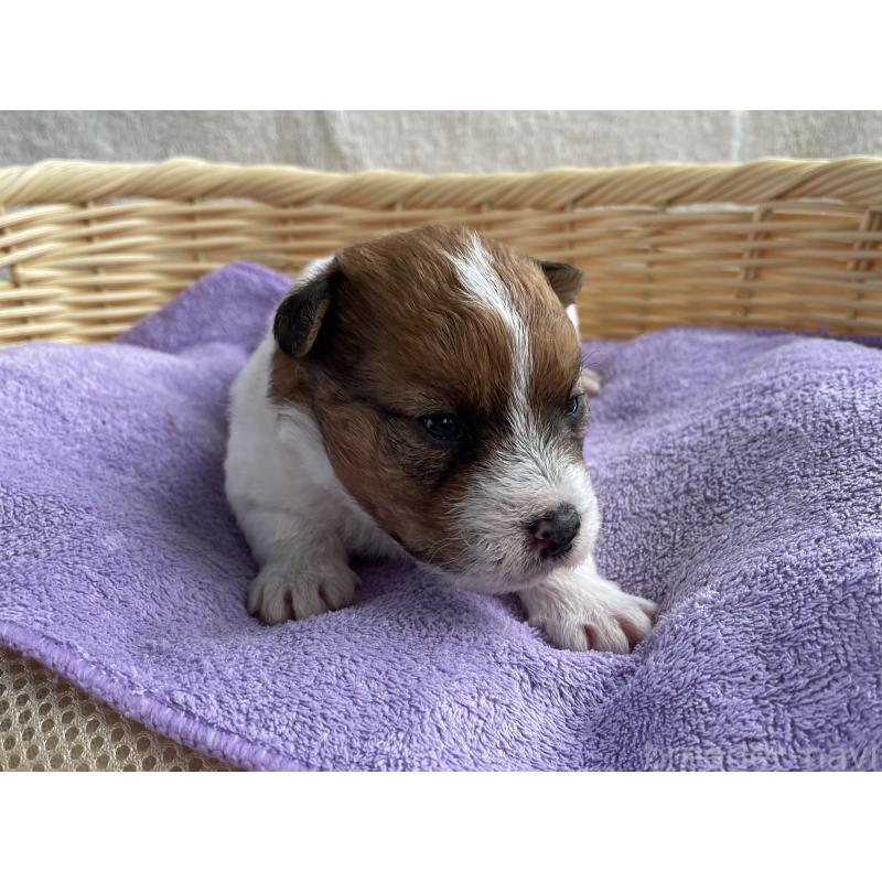 販売中の茨城県のミックス犬-448090の4枚目