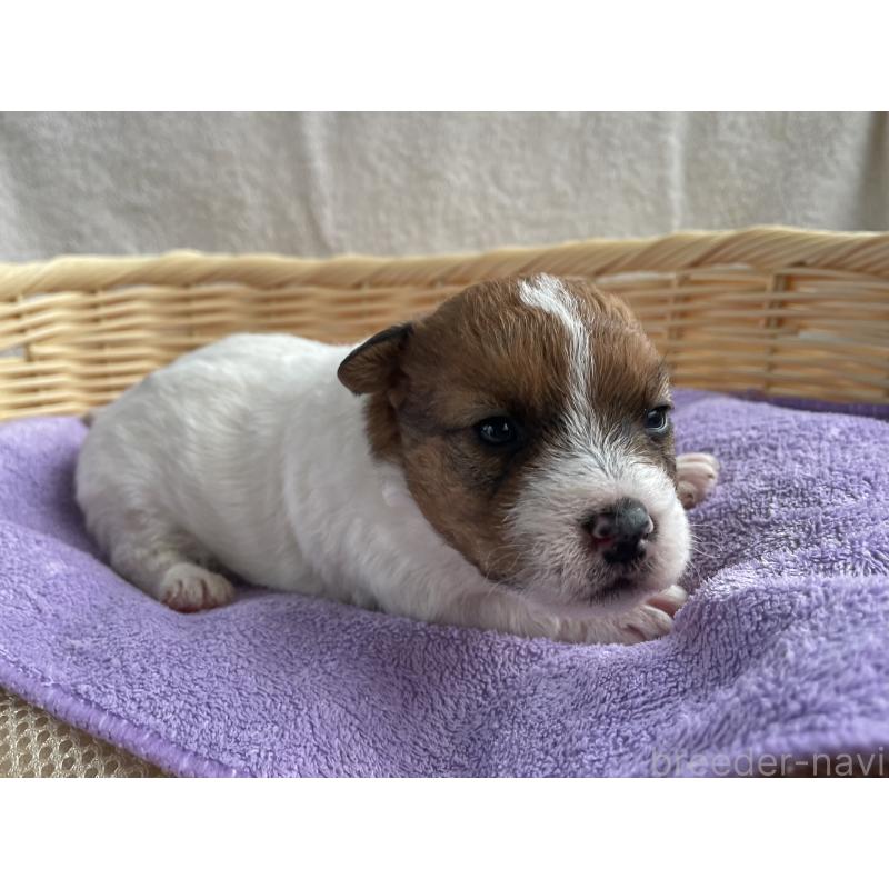 販売中の茨城県のミックス犬-448090の2枚目