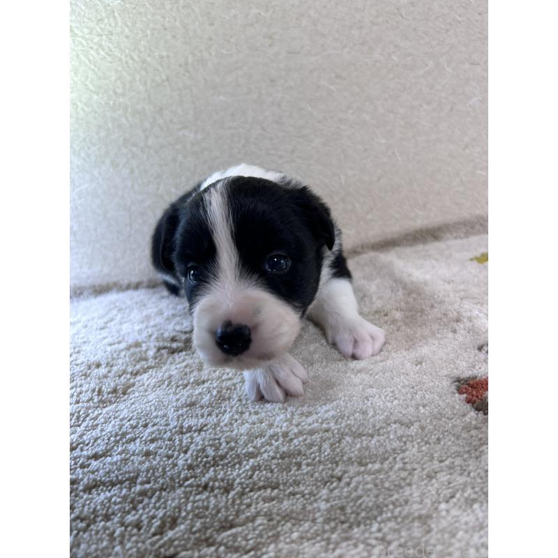 販売中の岐阜県のボーダーコリー-448099の3枚目