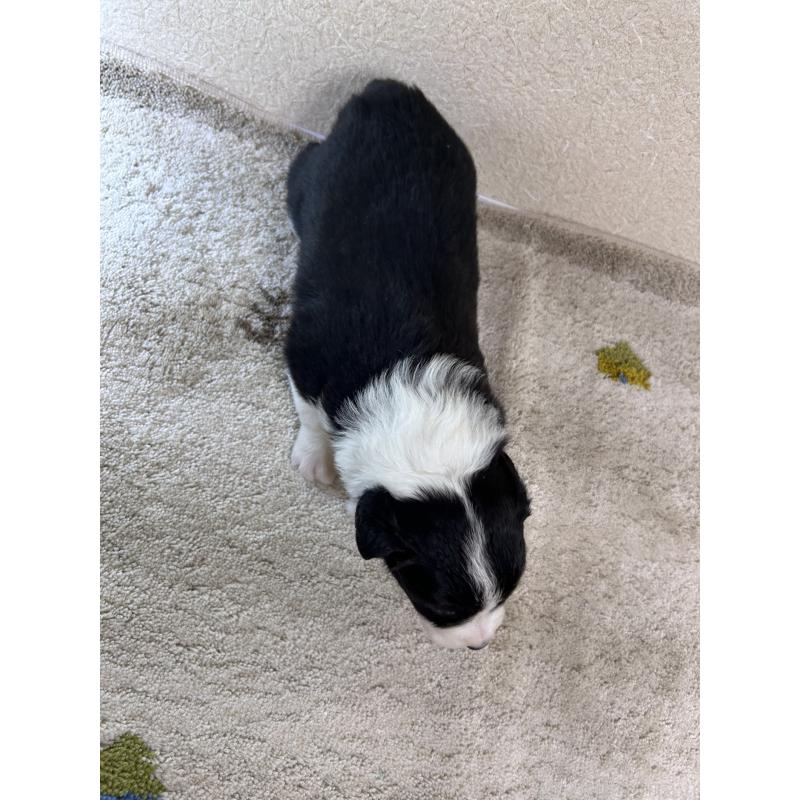 販売中の岐阜県のボーダーコリー-448099の2枚目