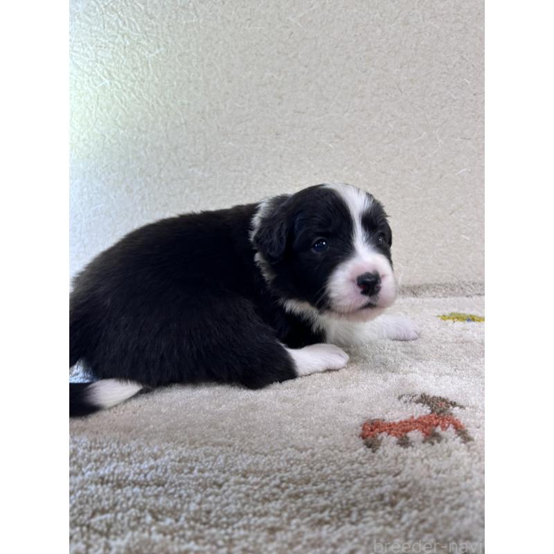 販売中の岐阜県のボーダーコリー-448102の3枚目