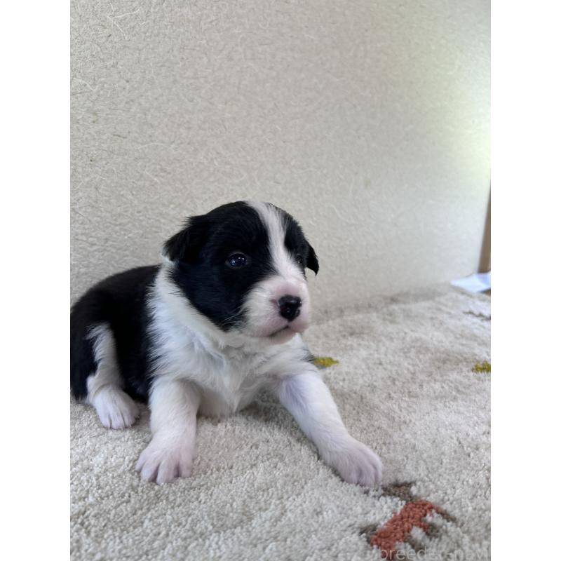 販売中の岐阜県のボーダーコリー-448103の3枚目