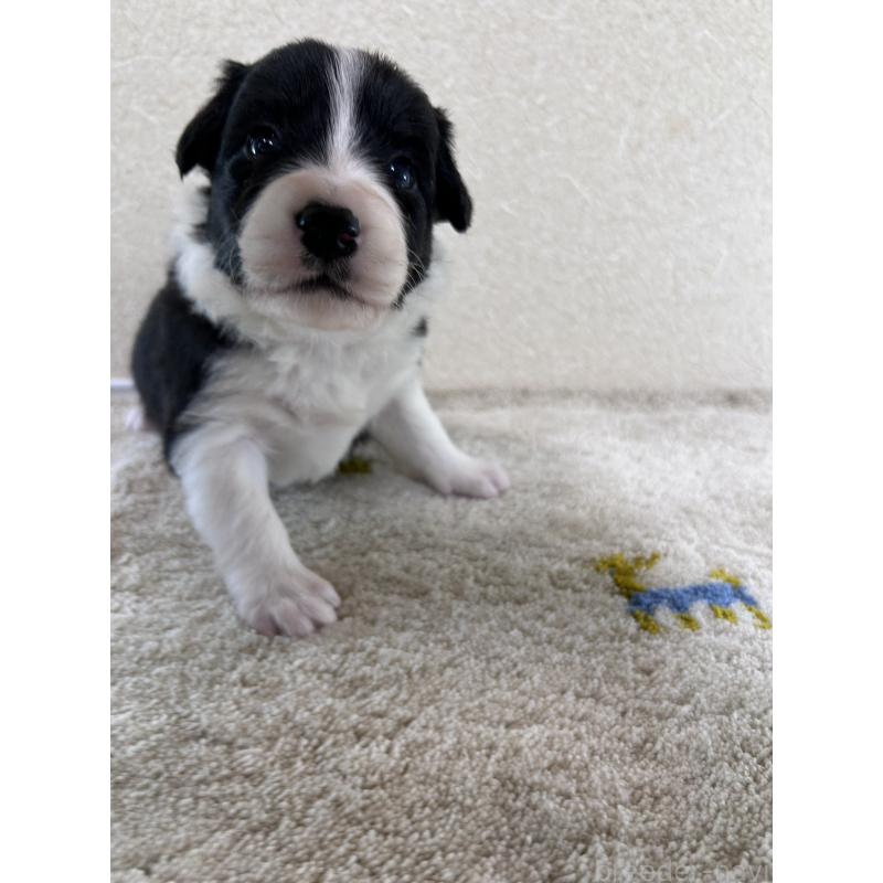 販売中の岐阜県のボーダーコリー-448104の3枚目