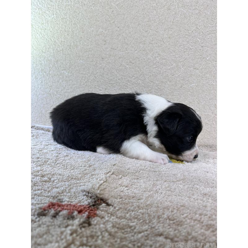 販売中の岐阜県のボーダーコリー-448104の2枚目