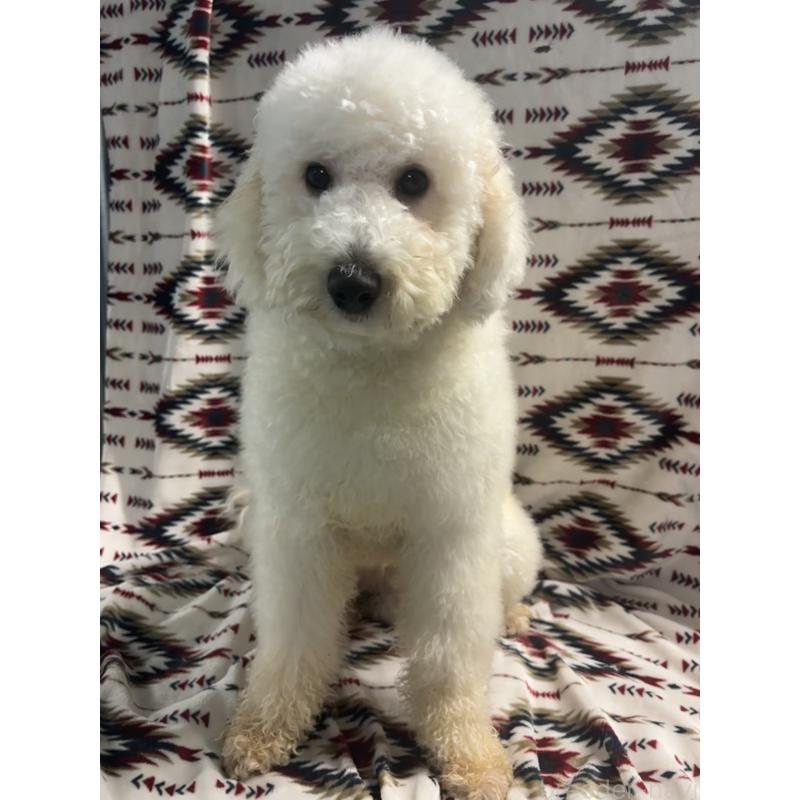 販売中の茨城県のミディアムプードル-448108の5枚目