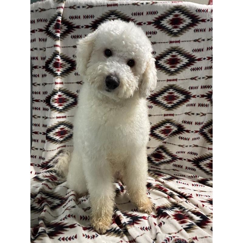 販売中の茨城県のミディアムプードル-448108