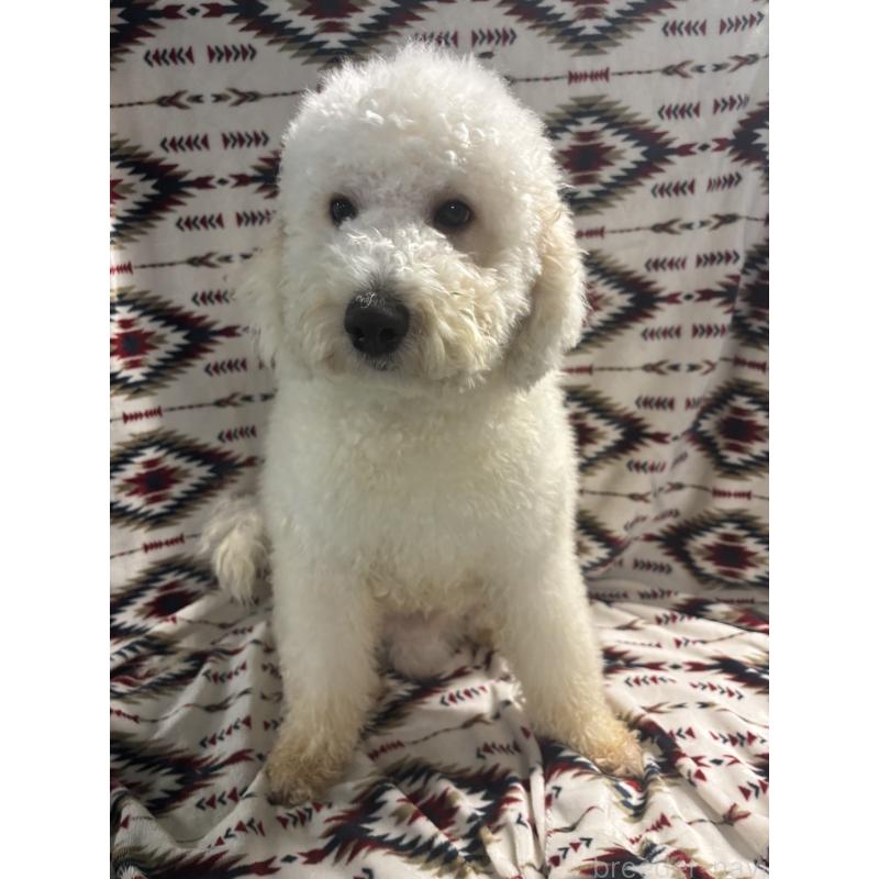 販売中の茨城県のミディアムプードル-448108の4枚目