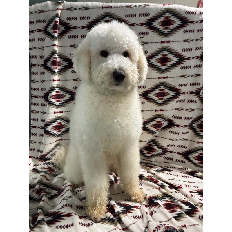 販売中の茨城県のミディアムプードル-448108の3枚目