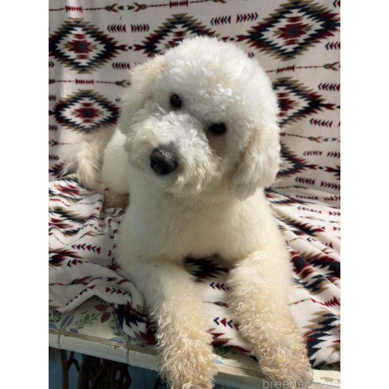 販売中の茨城県のミディアムプードル-448108の2枚目