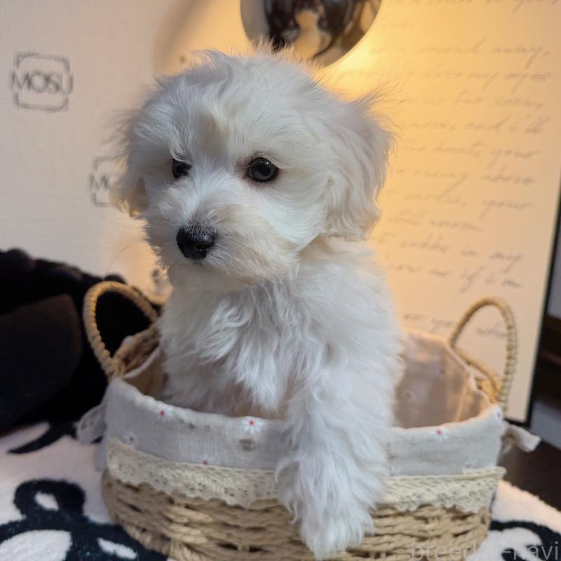 販売中の埼玉県のマルプー:マルチーズ×トイプードル-448109の5枚目