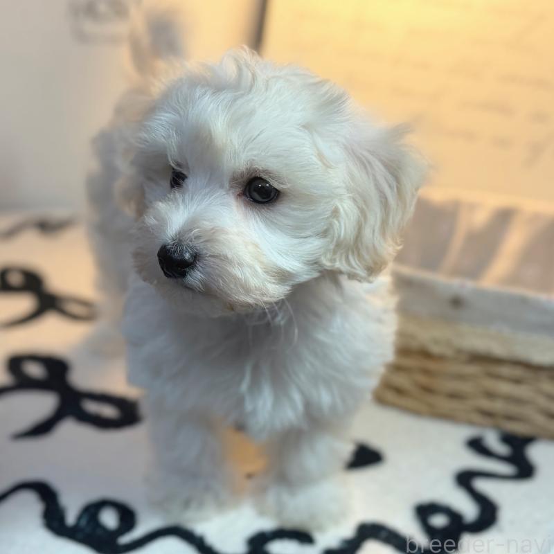 販売中の埼玉県のマルプー:マルチーズ×トイプードル-448109