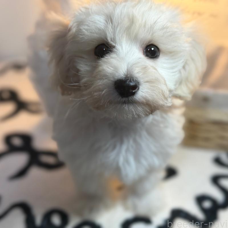 販売中の埼玉県のマルプー:マルチーズ×トイプードル-448109の3枚目