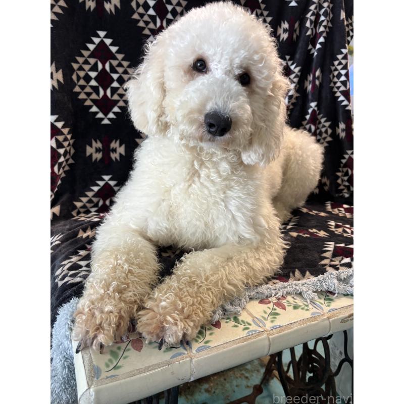 販売中の茨城県のミディアムプードル-448110の1枚目