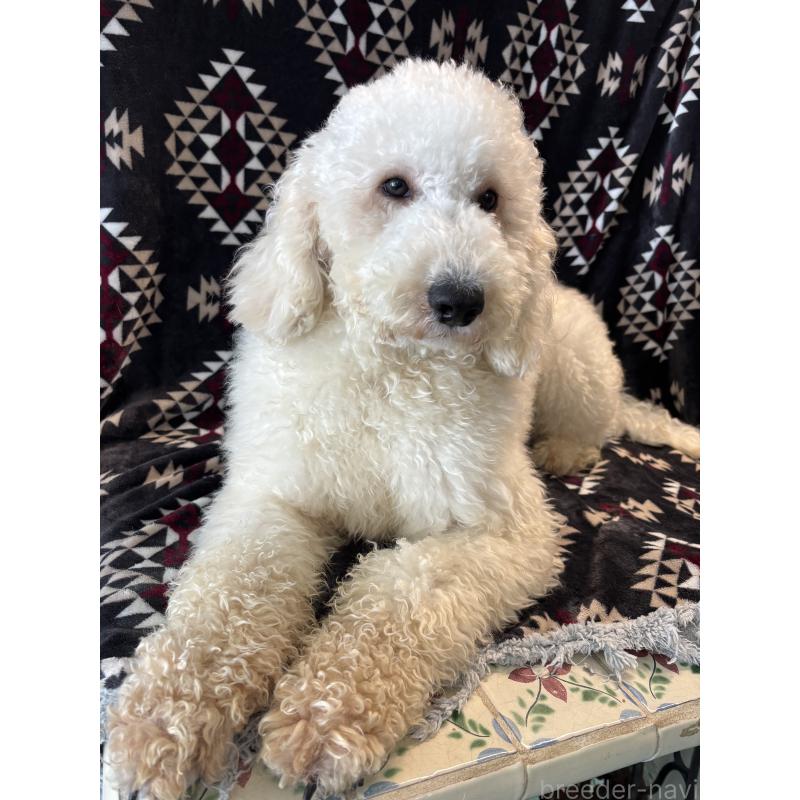 販売中の茨城県のミディアムプードル-448110の5枚目