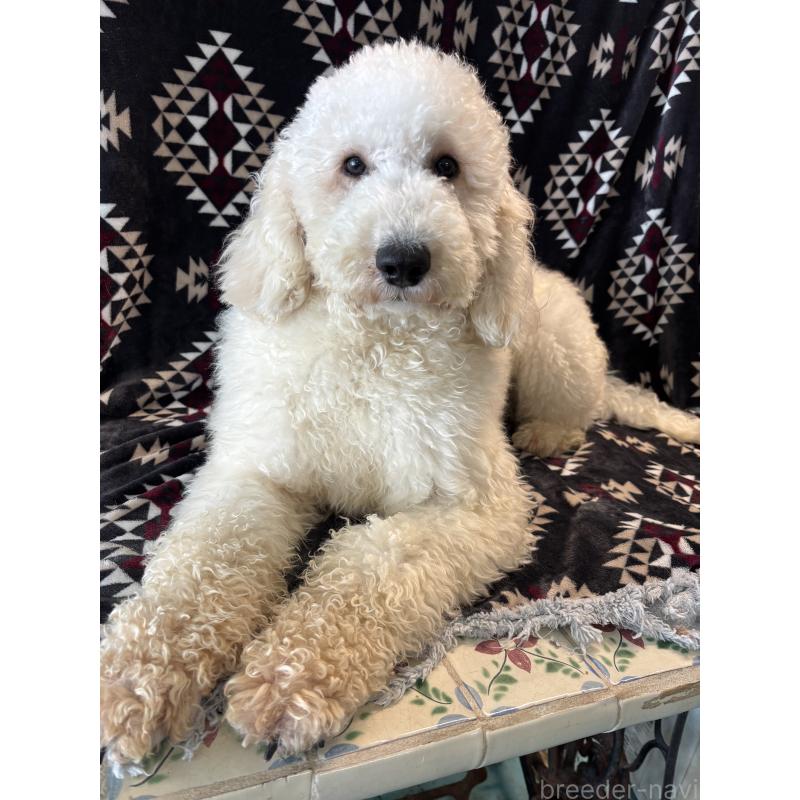 販売中の茨城県のミディアムプードル-448110の4枚目