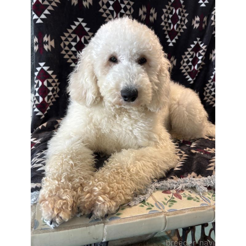 販売中の茨城県のミディアムプードル-448110の3枚目