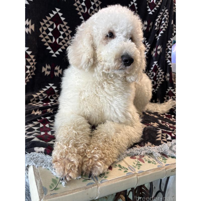 販売中の茨城県のミディアムプードル-448110の2枚目
