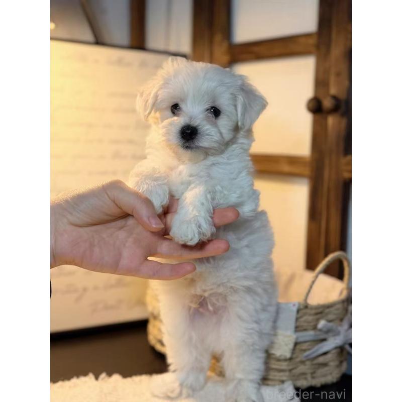 販売中の埼玉県のマルプー:マルチーズ×トイプードル-448112の5枚目