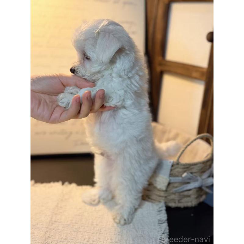 販売中の埼玉県のマルプー:マルチーズ×トイプードル-448112の4枚目