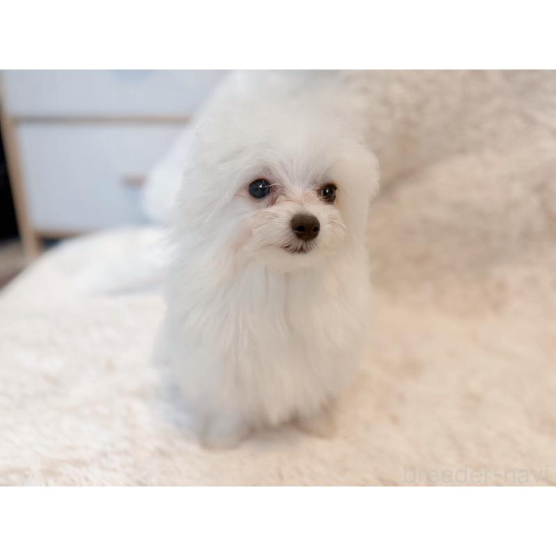 販売中の富山県のミックス犬-431071の5枚目