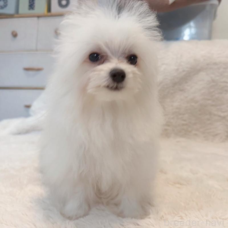 販売中の富山県のミックス犬-431071の4枚目