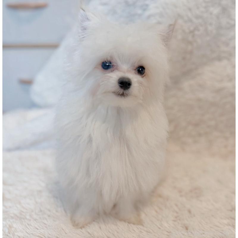 販売中の富山県のミックス犬-431071の3枚目