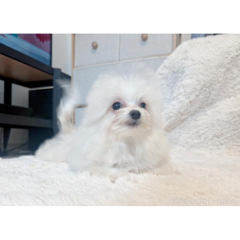 販売中の富山県のミックス犬-431071の2枚目