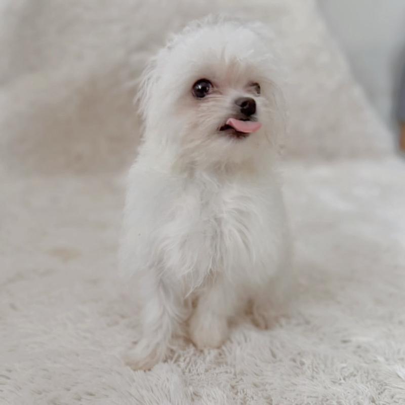 販売中の富山県のミックス犬-431067の3枚目